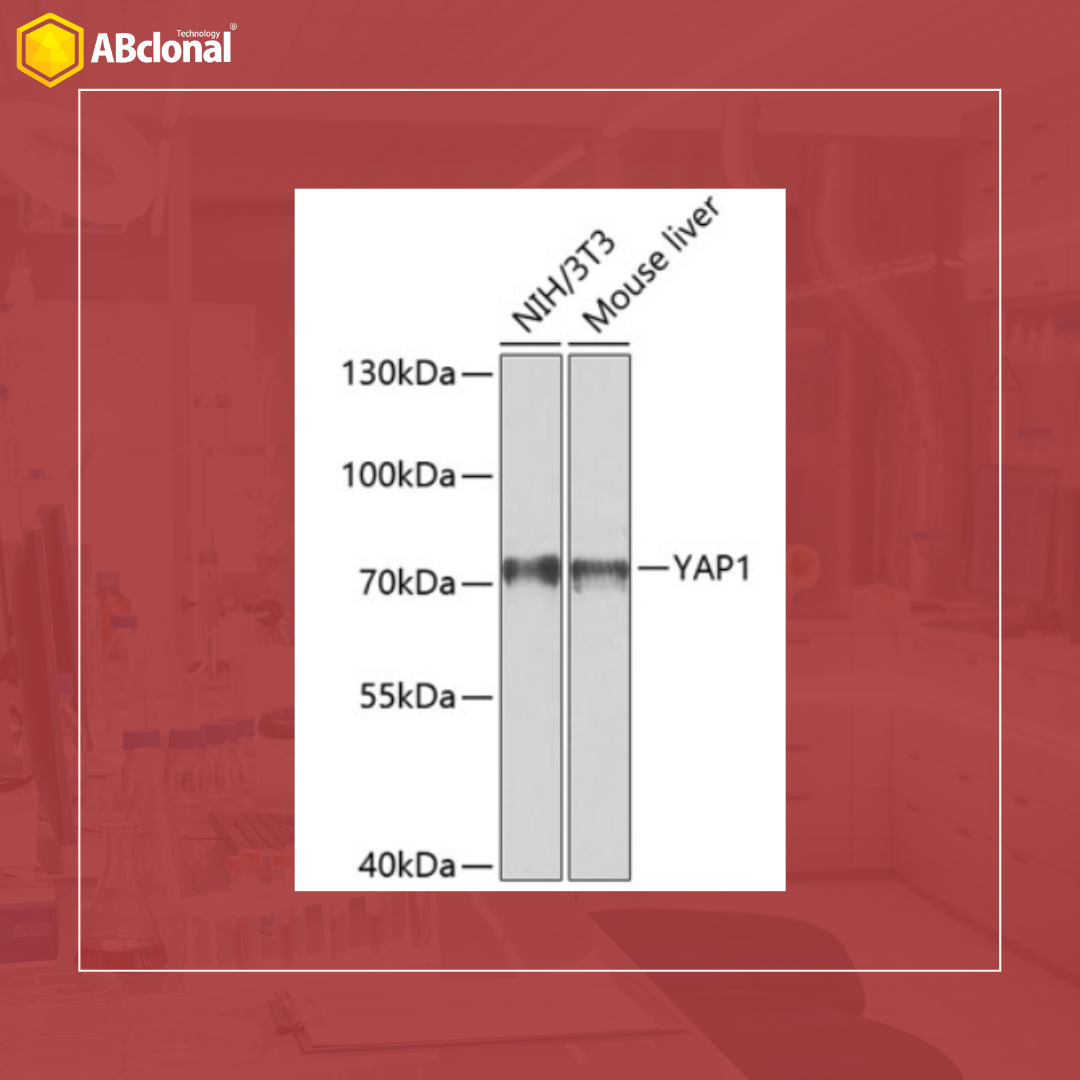 NIH Antibody 3