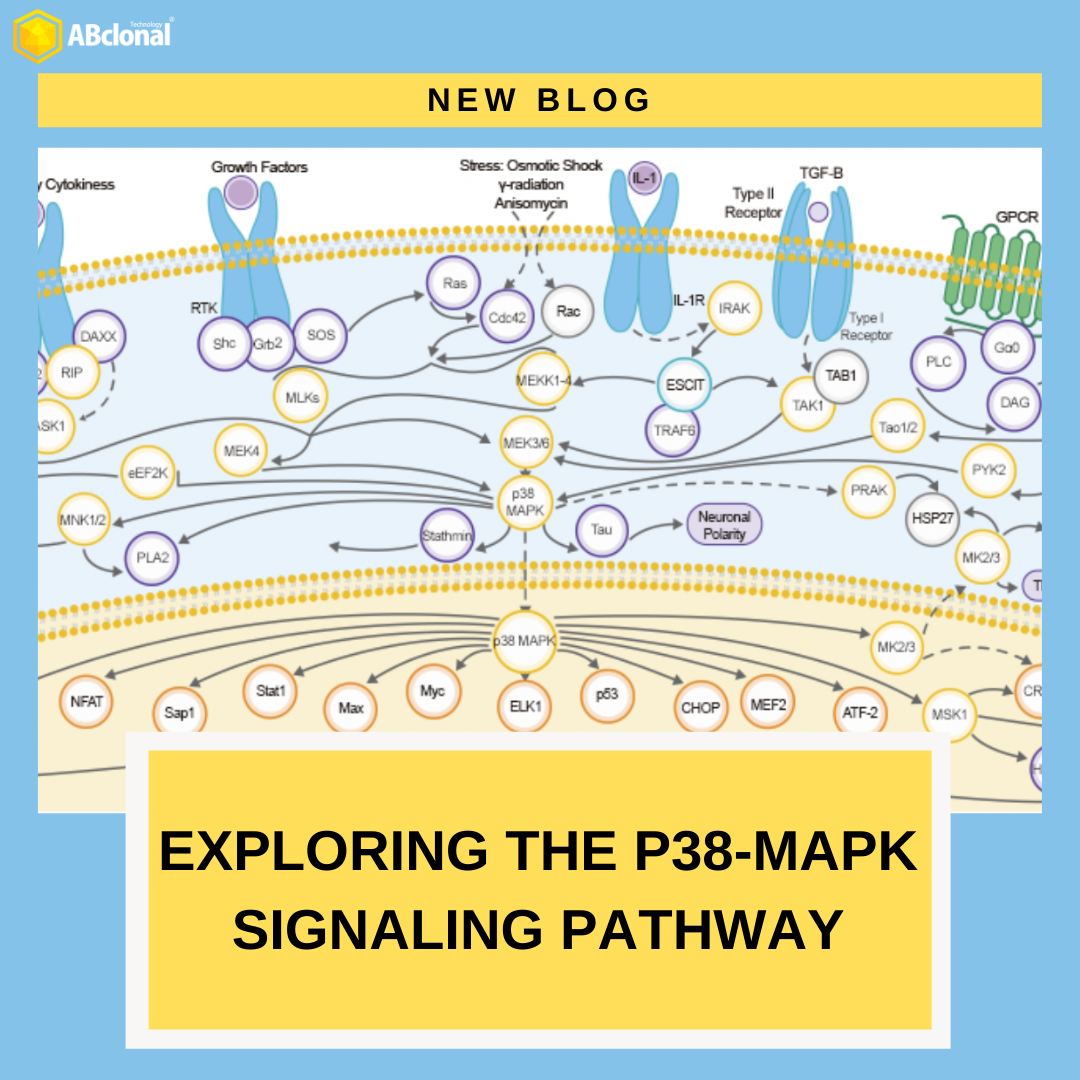 Exploring the p38-MAPK Signaling Pathway