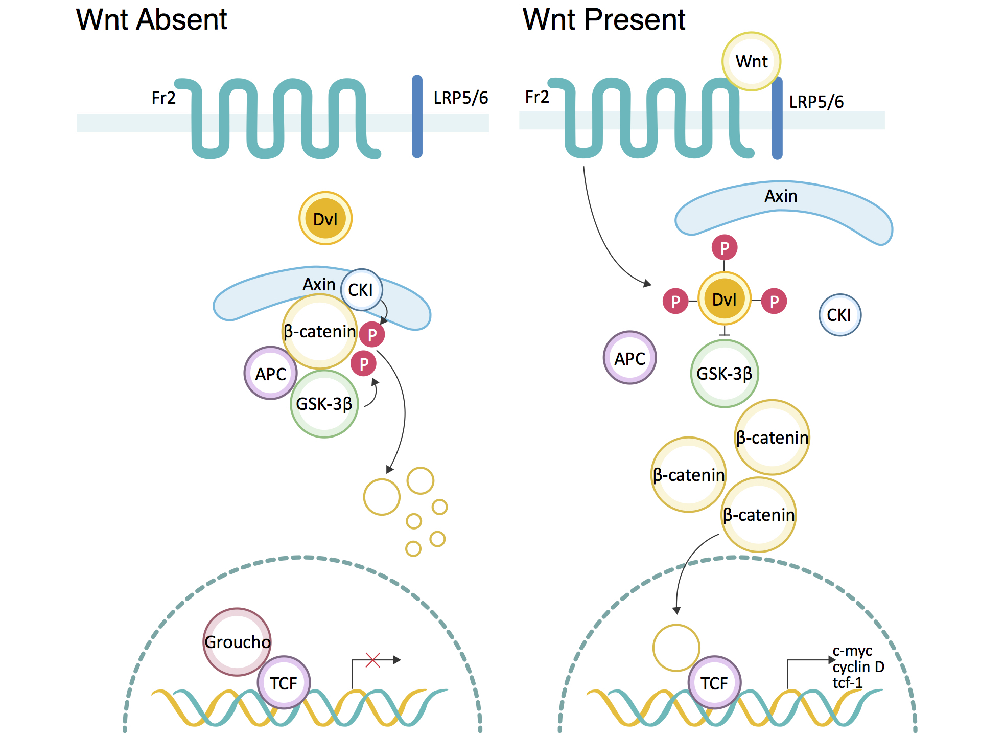 ghk cu activates wnt β catenin pathway A Thorough Introduction of Wnt/β-Catenin Signaling Pathway